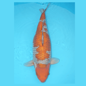 Ochiba Shigure 55cm Hiroi Nisai Female