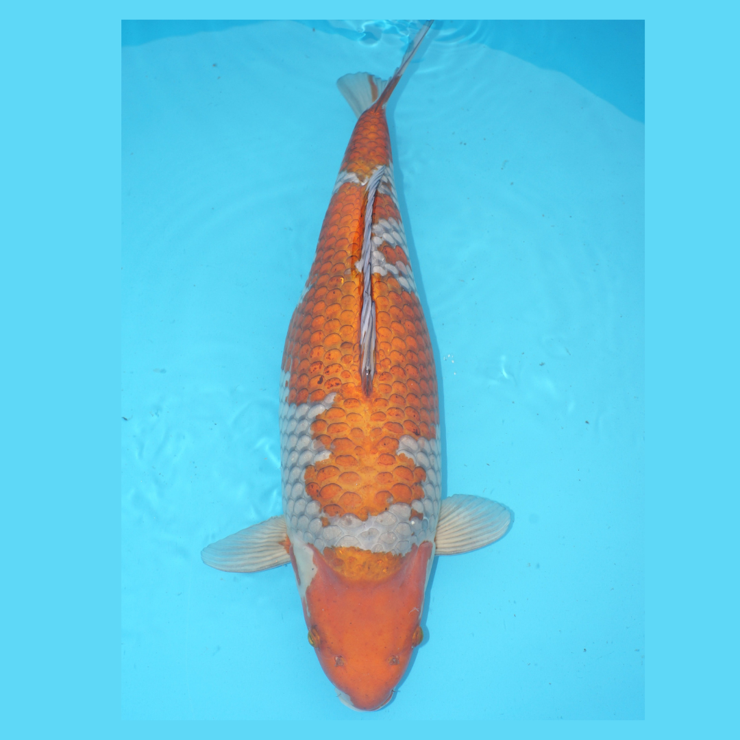 Ochiba Shigure 55cm Hiroi Nisai Female