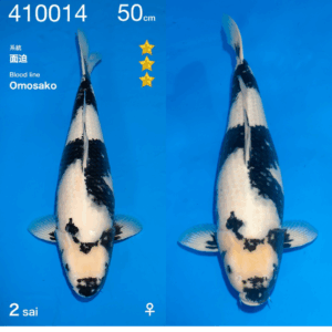 Shiro Utsuri 67cm Ogata Sansai Female