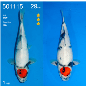 Tancho showa 29cm ogata azukari