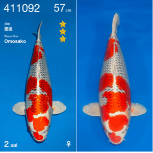 Kujaku 57cm Ogata Nisai Female incl.Azukari