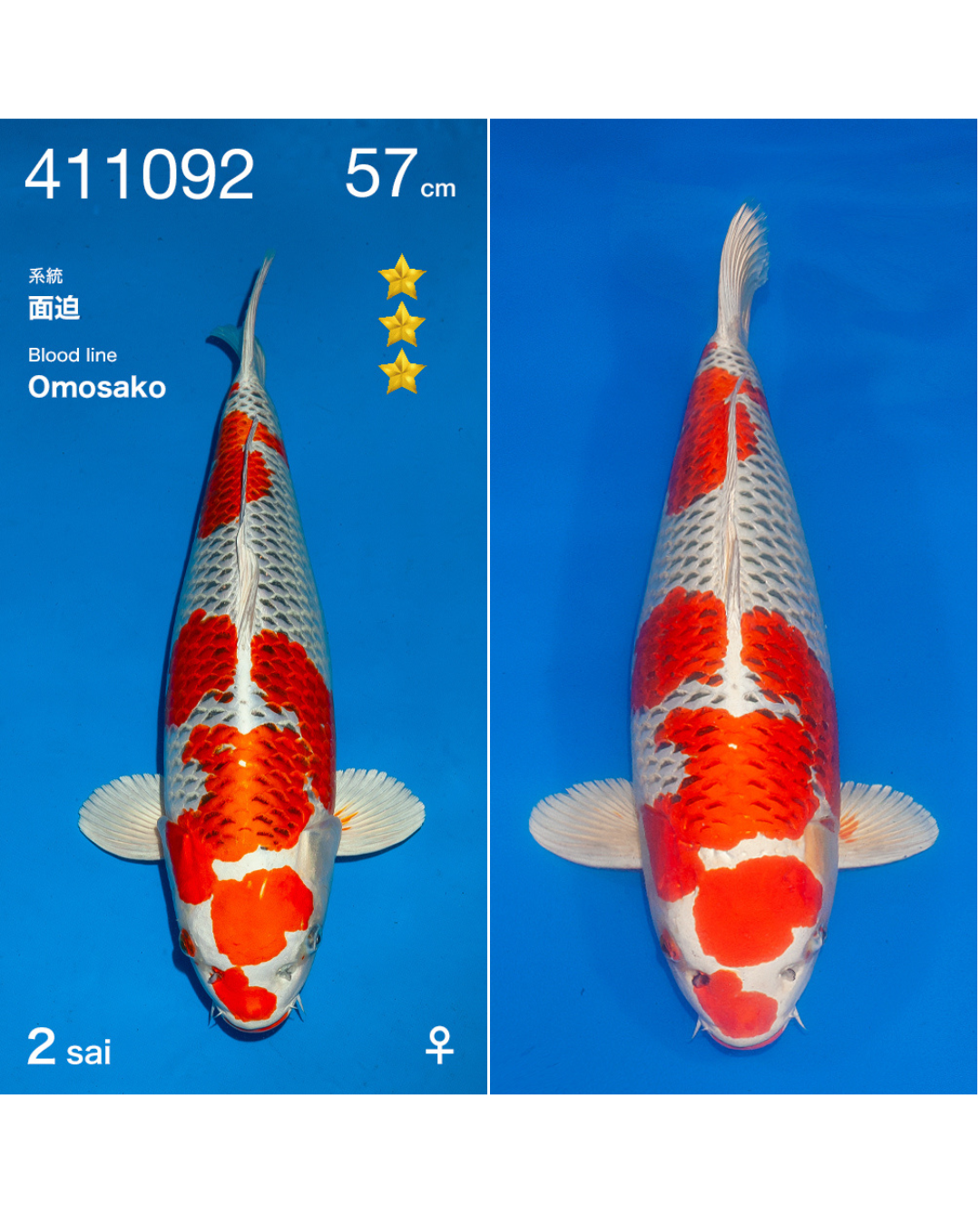 Kujaku 57cm Ogata Nisai Female incl.Azukari