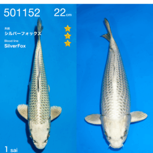 Silverfox 22cm Ogata incl. azukari 2e prijs All Japan Koishow