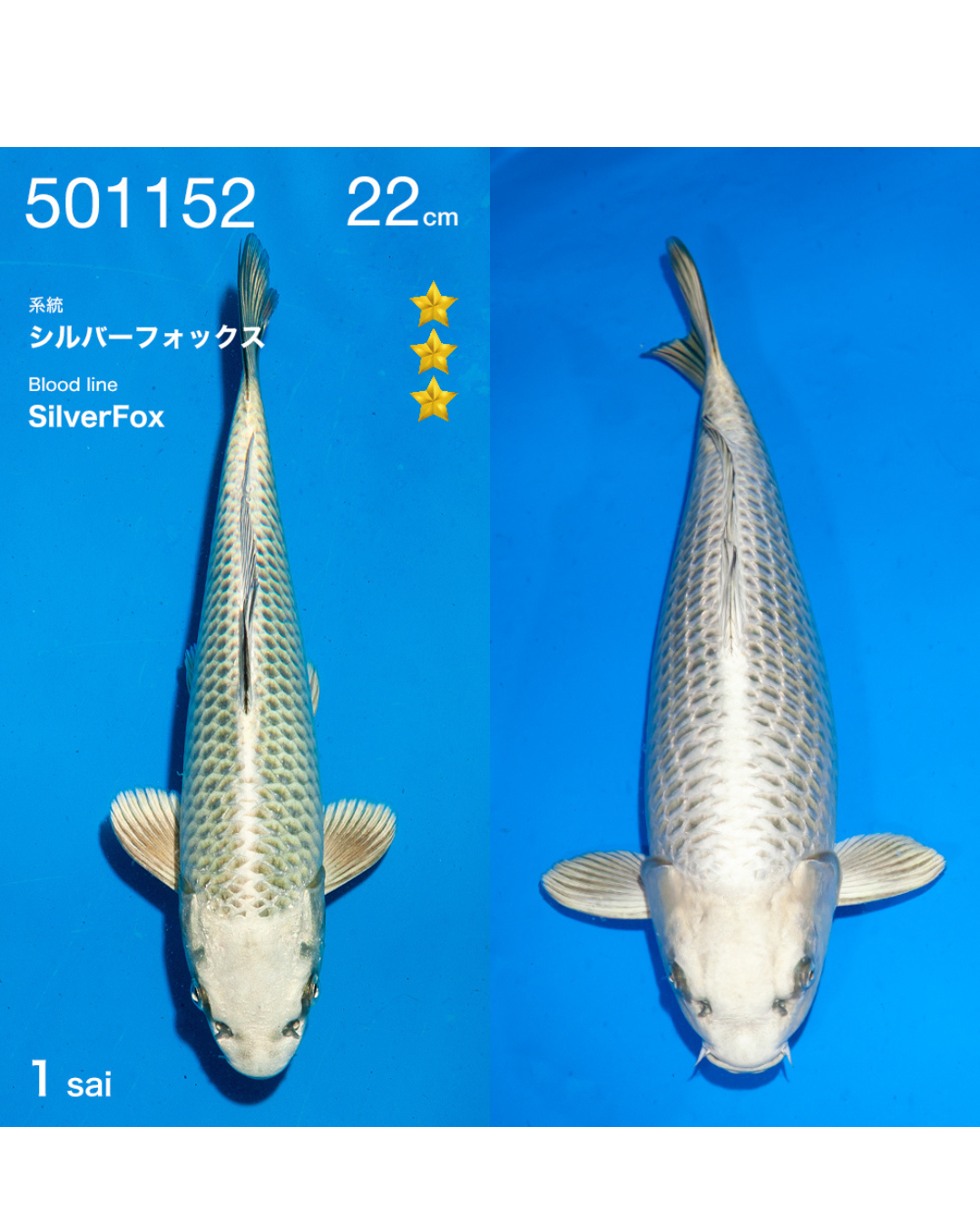 Silverfox 22cm Ogata incl. azukari 2e prijs All Japan Koishow