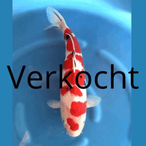 Sanke 55cm Marusei Sansai Female