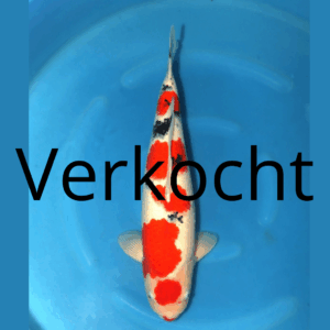 Maruten Sanke 61cm Marusei Sansai Female