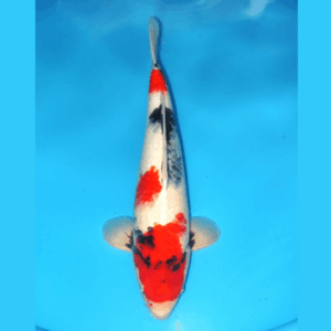 Showa 49cm Genjiro Nisai Male