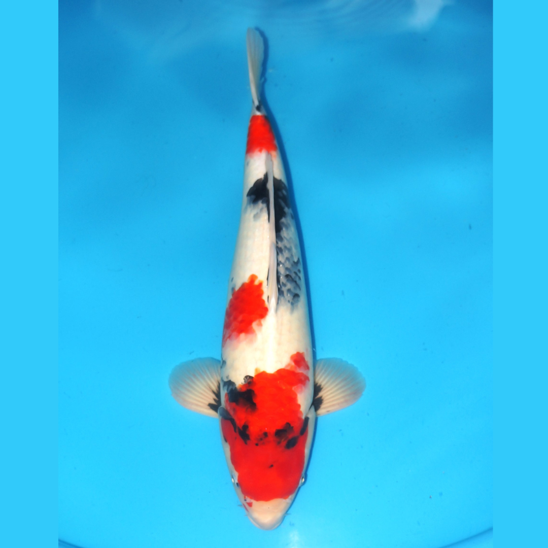 Showa 49cm Genjiro Nisai Male