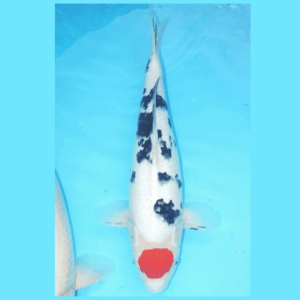 Tancho Sanke Kanezo 47cm Female