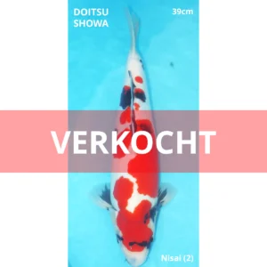 Doitsu showa Conias 39cm