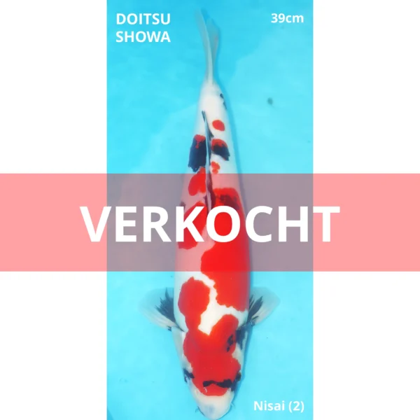 Doitsu showa Conias 39cm
