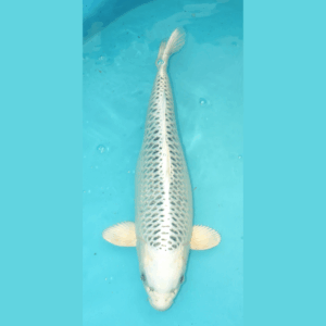 Kin Matsuba 57cm Ogata Sansai Female 2e prijs Frankrijk