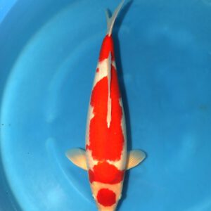 Maruten kohaku Marusei 63cm