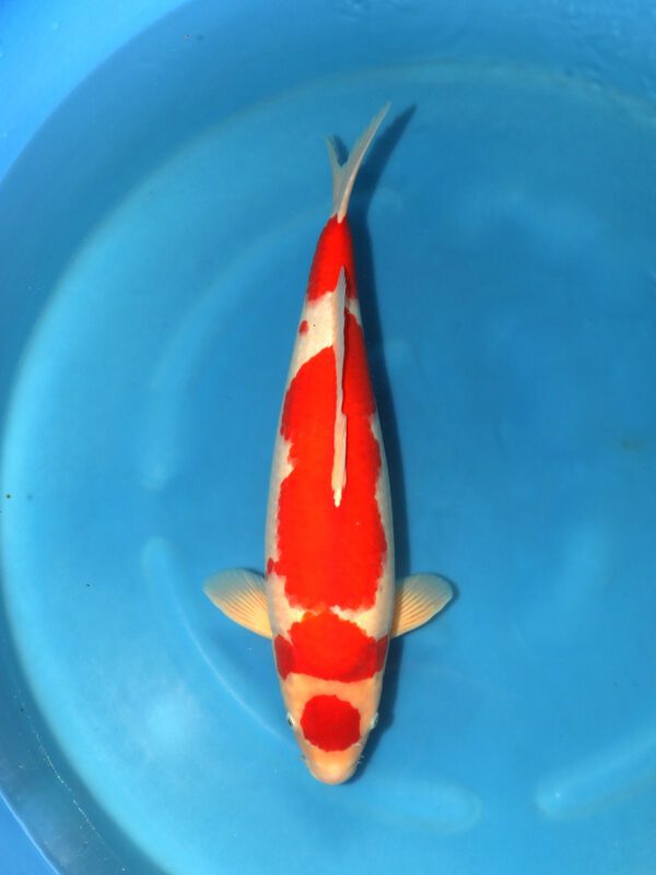 Maruten kohaku Marusei 63cm