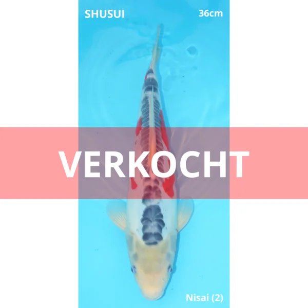 Shusui 36cm Ogata Nisai