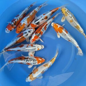 Kikokuryu Mix Yamasan