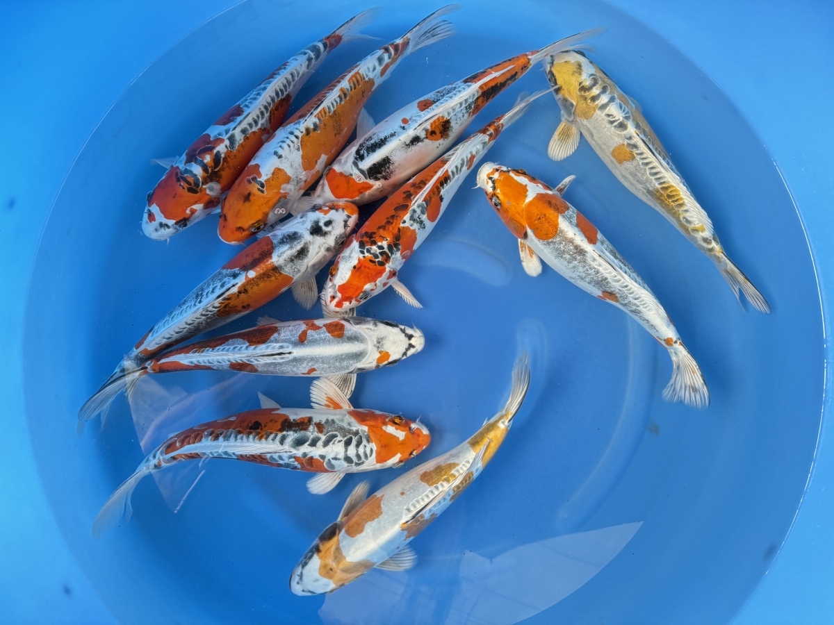 Kikokuryu Mix Yamasan