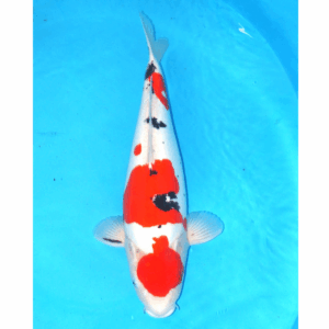 Doitsu Sanke Shinoda 54cm