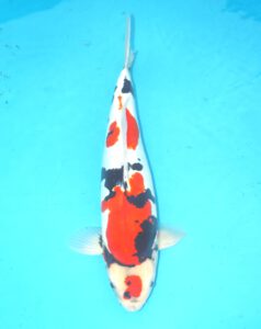 Doitsu Showa 44cm Conias