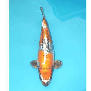 Doitsu Kogane Ochiba