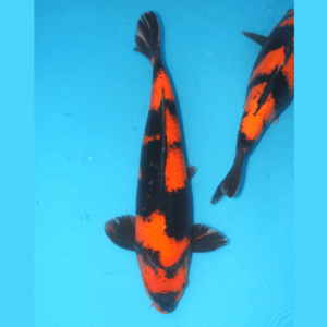 Hi utsuri Shinoda 45cm Male (kopie)