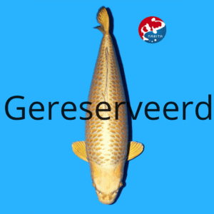 Mukashi Ogon 85cm Hoshikin