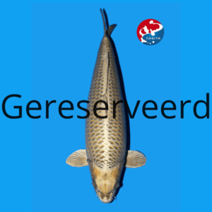 Kabuto 81cm Hoshikin