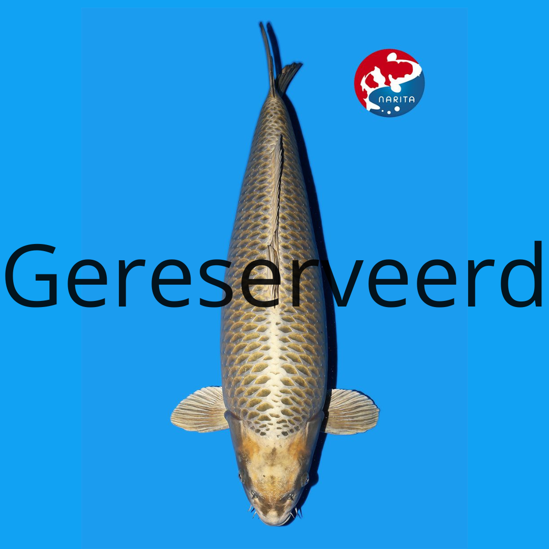 Kabuto 81cm Hoshikin