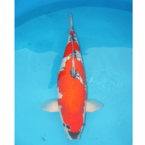 Goshiki 50cm Ogata Sansai Female