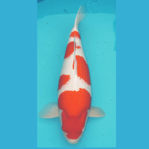 Sakai SFF Kohaku 69cm Breeders Adult Champion Online Koishow