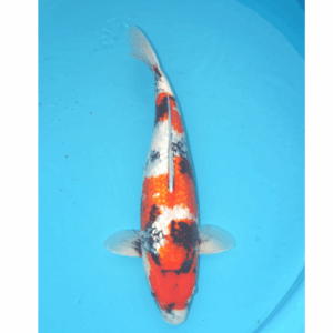 Ginrin Showa Conias 50cm