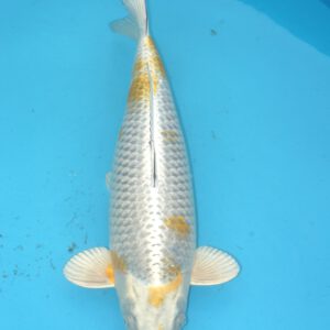 Kogane Ochiba 57cm Marusei Female