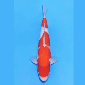 Nogami Jumbo Tosai Kohaku (2025)