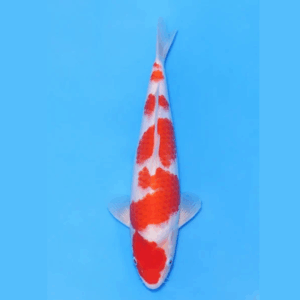 Nogami Jumbo Tosai Kohaku (2025)