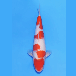 Nogami Jumbo Tosai Kohaku (2025)