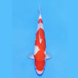 Nogami Jumbo Tosai Kohaku (2025)