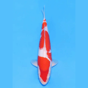 Nogami Jumbo Tosai Kohaku (2025)