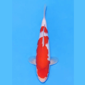 Nogami Jumbo Tosai Kohaku (2025)