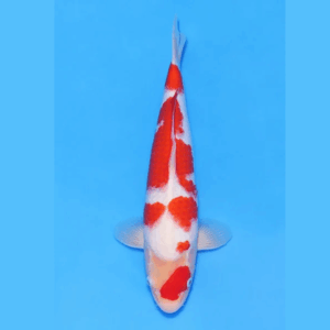 Nogami Jumbo Tosai Kohaku (2025)