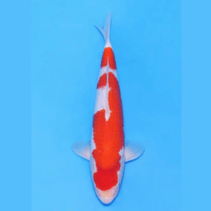 Nogami Jumbo Tosai Kohaku (2025)