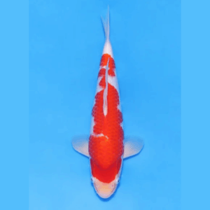 Nogami Jumbo Tosai Kohaku (2025)