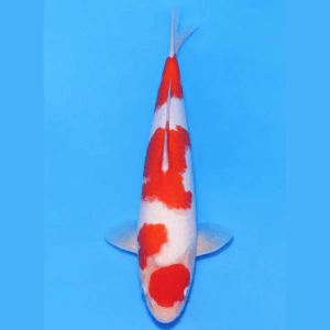 Nogami Jumbo Tosai Kohaku (2025)