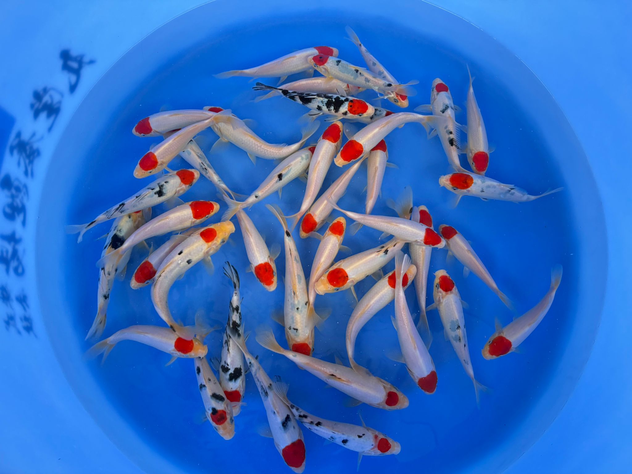 Tancho Sanke/Kohaku Marudo 17/26cm