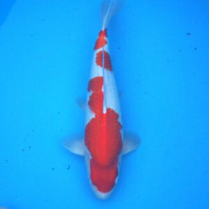 Hoshikin kohaku 43cm female
